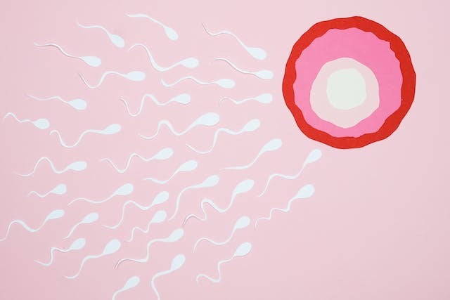 Descubre tu Capacidad Reproductiva: Todo sobre la Prueba de Fertilidad en Sangre